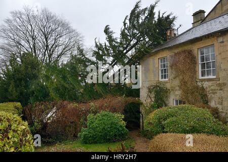 Deodar Zeder (Cedrus Deodara) in einem Sturm, lehnt sich an ein Haus, Wiltshire UK, März 2016 umgeweht. Stockfoto