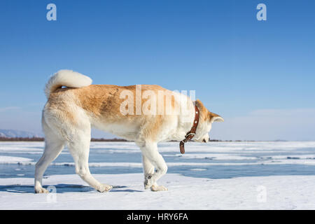 Schöne japanische Hund Akita Inu kommt auf Schnee und Eis des Baikalsees im Winter in einer bergigen Gegend mit einem klaren strahlend blauen Himmel. Stockfoto