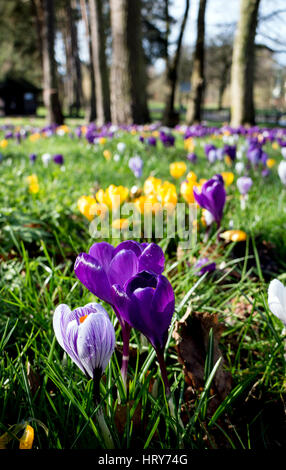Krokusblüten im Frühjahr, Brueton Park, Solihull, West Midlands, England, UK Stockfoto