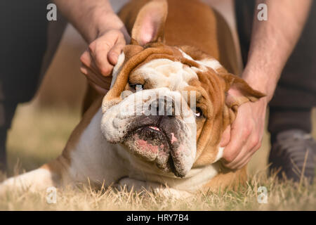 Mann Petting süße englische Bulldogge Stockfoto