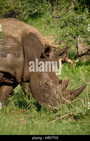 Breitmaulnashörner im Pilanesberg NP Stockfoto