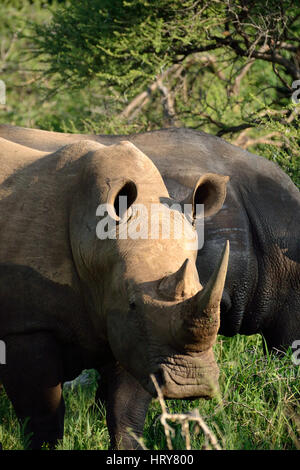 Breitmaulnashörner im Pilanesberg NP Stockfoto