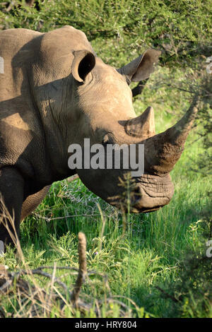 Breitmaulnashörner im Pilanesberg NP Stockfoto