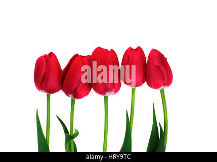 Rote Tulpen isoliert. Fünf rote Tulpen auf weiß mit Beschneidungspfad Stockfoto