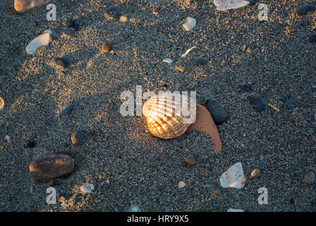 Nahaufnahme der Strand am Abend mit verschiedenen Muscheln, Steinen, Sand und lange Schatten in Torremolinos, Andalusien, Spanien. Stockfoto