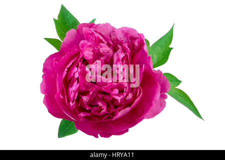 schöne Pfingstrose Blüte rosa lila auf weiß Stockfoto