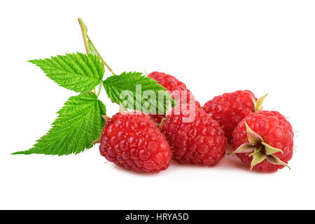 frische Himbeeren Bio Himbeere mit Blatt isoliert auf weiss Stockfoto