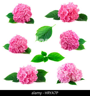 Sammlung von Hydrangea Hortensia Blüten mit grünen Blättern, die isoliert auf weiss. Rosa Flowerheads Hortensien Anordnung gesetzt collage Stockfoto