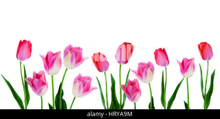 Breite Frühlingsblumen Grenze rosa Tulpen mit Blättern in Folge isoliert auf weißem Hintergrund Textfreiraum Stockfoto
