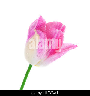 Rosa Tulpe Frühlingsblume frisch mit Wassertropfen isoliert auf weiss, Clipping-Pfad enthalten Stockfoto