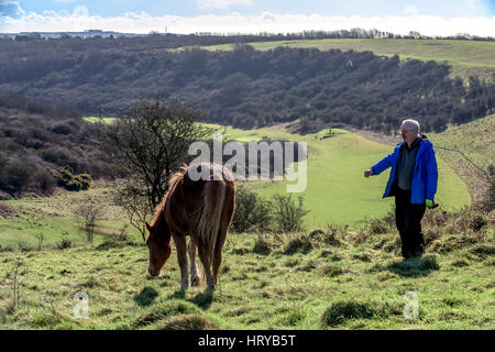 Nigel Higson, eine freiwillige "Lookerer", während eine tägliche Check-up auf sieben New Forest Ponys, die in diesem Monat von Brighton Rat auf Downland in Orde eingeführt Stockfoto