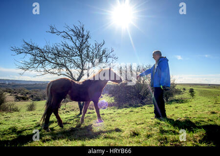 Nigel Higson, eine freiwillige "Lookerer", während eine tägliche Check-up auf sieben New Forest Ponys, die in diesem Monat von Brighton Rat auf Downland in Orde eingeführt Stockfoto