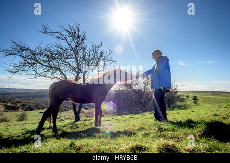 Nigel Higson, eine freiwillige "Lookerer", während eine tägliche Check-up auf sieben New Forest Ponys, die in diesem Monat von Brighton Rat auf Downland in Orde eingeführt Stockfoto