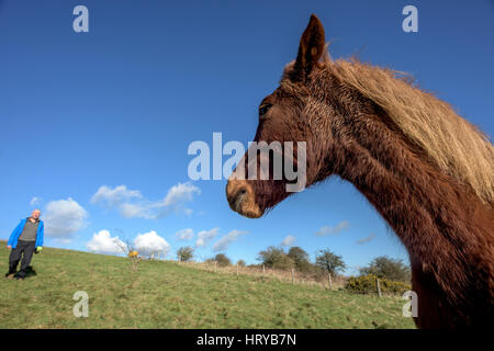 Nigel Higson, eine freiwillige "Lookerer", während eine tägliche Check-up auf sieben New Forest Ponys, die in diesem Monat von Brighton Rat auf Downland in Orde eingeführt Stockfoto