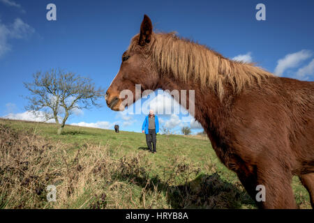 Nigel Higson, eine freiwillige "Lookerer", während eine tägliche Check-up auf sieben New Forest Ponys, die in diesem Monat von Brighton Rat auf Downland in Orde eingeführt Stockfoto