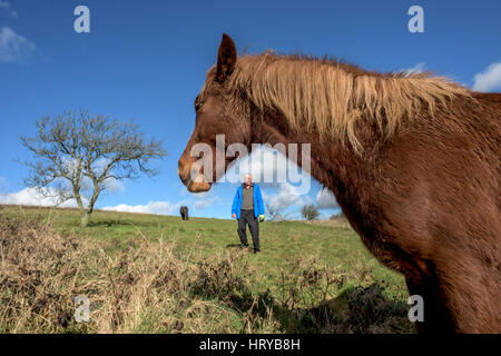 Nigel Higson, eine freiwillige "Lookerer", während eine tägliche Check-up auf sieben New Forest Ponys, die in diesem Monat von Brighton Rat auf Downland in Orde eingeführt Stockfoto