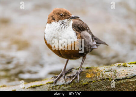 Weiße-throated Wasseramseln (Cinclus Cinclus) thront auf Zweig. Aquatische passerine Vogel in Familie Cinclidae, Standby Fluss Taff in Cardiff, Wales, UK Stockfoto