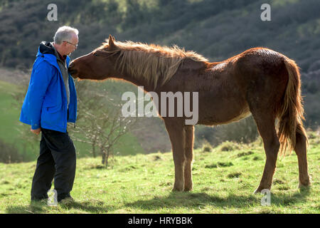 Nigel Higson, eine freiwillige "Lookerer", während eine tägliche Check-up auf sieben New Forest Ponys, die in diesem Monat von Brighton Rat auf Downland in Orde eingeführt Stockfoto