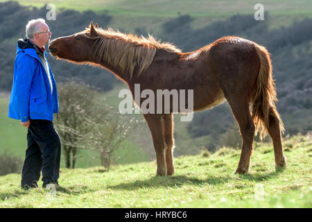 Nigel Higson, eine freiwillige "Lookerer", während eine tägliche Check-up auf sieben New Forest Ponys, die in diesem Monat von Brighton Rat auf Downland in Orde eingeführt Stockfoto