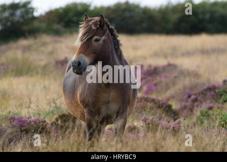 Exmoor Pony, Exmoor, Devon/Somerset, UK Stockfoto