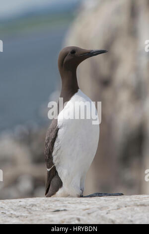 Ein Erwachsener gemeinsame Guillemot (Uria Aalge) mit Fisch im Schnabel, Farne Islands, Northumberland, UK Stockfoto