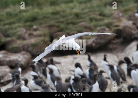 Ein Erwachsener Dreizehenmöwe (Rissa Tridactyla) im Flug über Verschachtelung Kolonie, Farne Inseln, Northumberland, UK Stockfoto