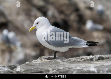 Ein Erwachsener Dreizehenmöwe (Rissa Tridactyla) ruhen Felsen auf, Farne Islands, Northumberland, UK Stockfoto