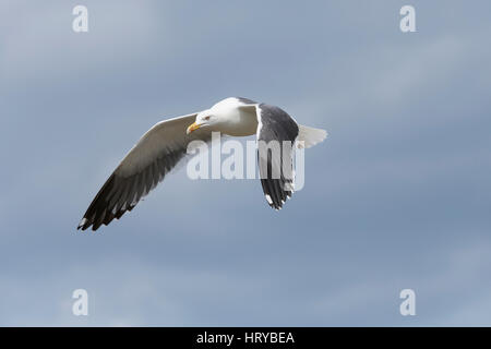 Eine Erwachsene weniger schwarz unterstützt Gull (Larus Fuscus) im Flug gegen grau-blauen Himmel, Farne Inseln, Northumberland, UK Stockfoto