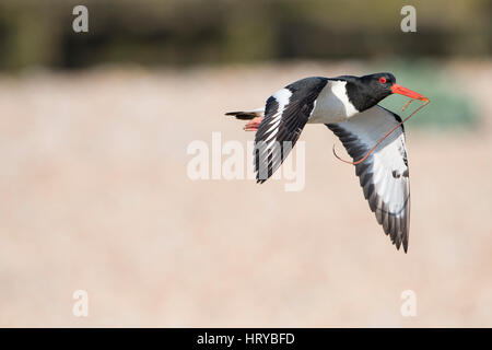 Eine eurasische Austernfischer (Haematopus Ostralegus) im Flug mit Nahrungsmitteln, jungen in den Schnabel nehmen. Rye Harbour Naturschutzgebiet, East Sussex, UK Stockfoto