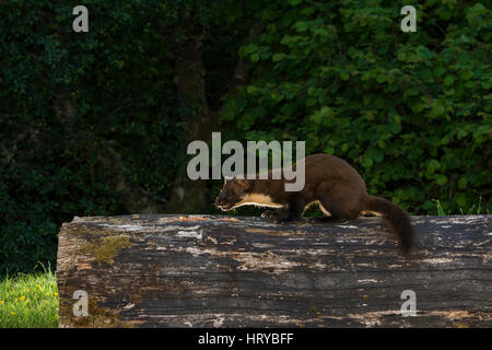 eine wilde Baummarder Besuch Essen, Ardnamurchan, Scotland, UK Stockfoto