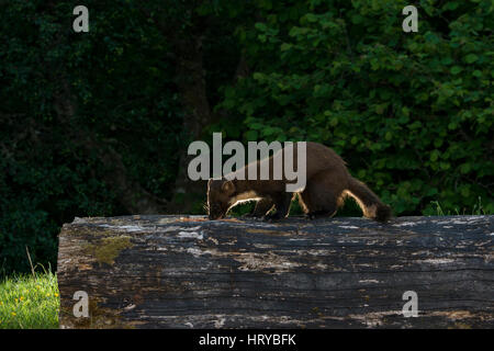 eine wilde Baummarder Besuch Essen, Ardnamurchan, Scotland, UK Stockfoto