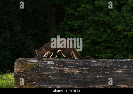 eine wilde Baummarder Besuch Essen, Ardnamurchan, Scotland, UK Stockfoto