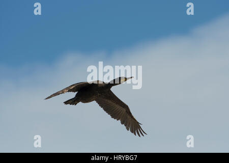 Eine europäische Shag (Phalacrocorax Aristotelis) im Flug gegen blauen Himmel, Farne Inseln, Northumberland, UK Stockfoto