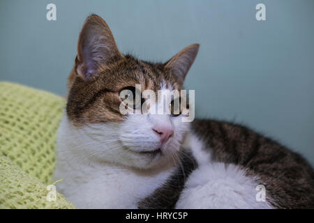Hauskatze, die zu Hause entspannen Stockfoto
