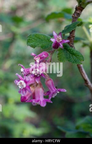 Rosa Blüten von Chaparral Johannisbeere, Ribes Malvaceum, in der Natur in Kalifornien Stockfoto