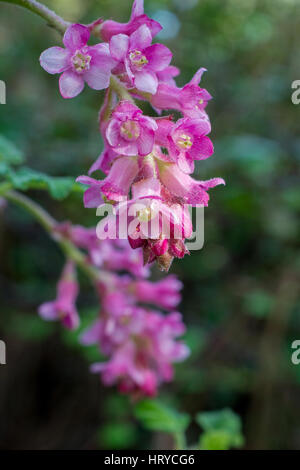 Rosa Blüten von Chaparral Johannisbeere, Ribes Malvaceum, in der Natur in Kalifornien Stockfoto