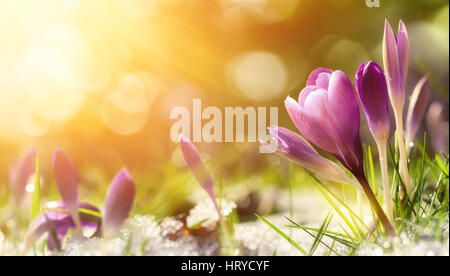 Lila Krokusblüten im Schnee, im Frühling zu den warmen goldenen Sonnenstrahlen Erwachen Stockfoto