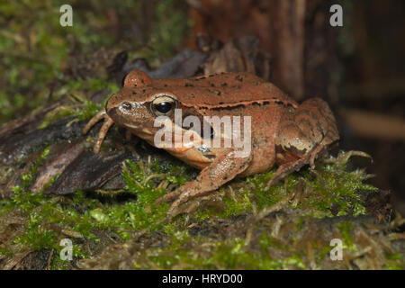 Weibchen von italienischer Springfrosch (Rana Latastei) voll mit Eiern, erreichen die Brutstätte, Italien Stockfoto