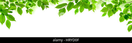 Grüne Blätter, isoliert auf weiss als verzierten Panorama Natur Grenze Stockfoto