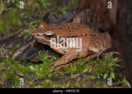 Weibchen von italienischer Springfrosch (Rana Latastei) voll mit Eiern, erreichen die Brutstätte, Italien Stockfoto