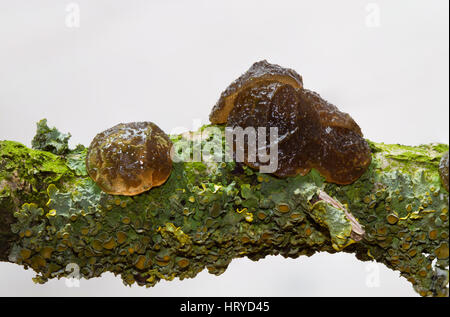 Gummiartige gallertartige geformt Taste Fruchtkörper Witches' Butter und Flechten auf dem faulenden Zweig einer Eiche. Stockfoto