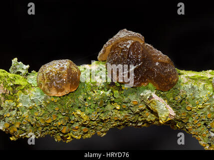 Gummiartige gallertartige geformt Taste Fruchtkörper Witches' Butter und Flechten auf dem faulenden Zweig einer Eiche. Stockfoto