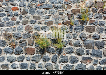 Wand des Hauses aus Basalt mit gekeimten Pflanzen. Stockfoto