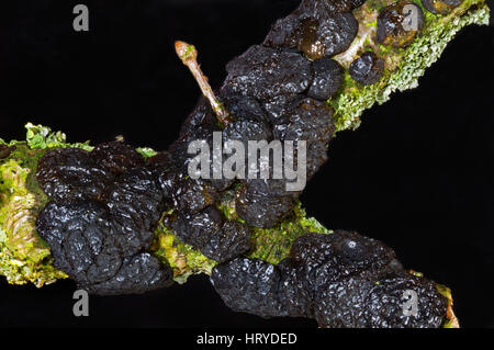 Gummiartige gallertartige geformt Taste Fruchtkörper Witches' Butter und Flechten auf dem faulenden Zweig einer Eiche. Stockfoto