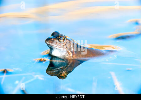 Grasfrosch (Rana Temporaria) auf der Jagd nach einem Kumpel in einem Pool zu wenig Schnarchen Flugplatz, Norfok, Vereinigtes Königreich Stockfoto