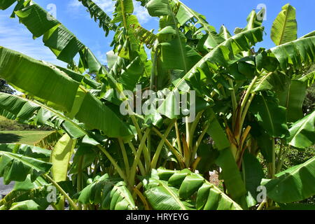 Dichten Bananenblätter frische grüne in starken Sommer-Sonne-Licht. Stockfoto