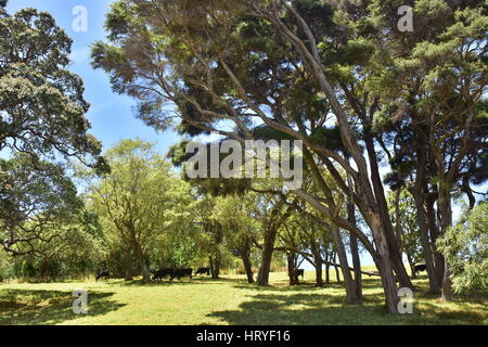 Vieh im Schatten unter Bäumen am strahlenden Sommertag. Stockfoto