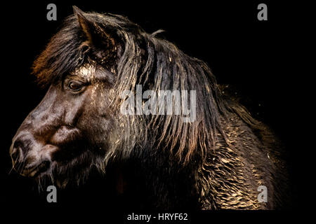 eine schlammige Shetland-pony Stockfoto