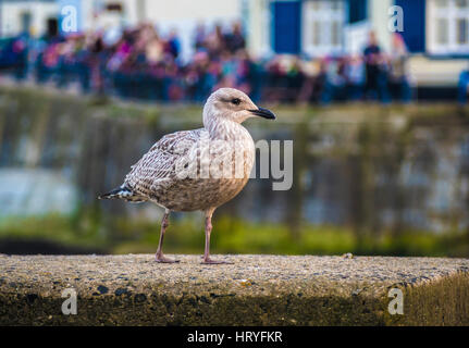 Junge Möwe auf Hafenmauer am Meer Stockfoto