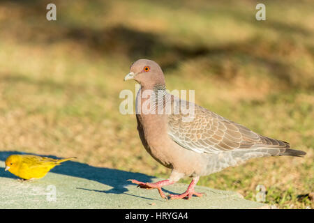 Picazuro-Taube und Safran Finch auf einem Boden-Futterhaus im Großraum Pantanal von Mato Grosso, Brasilien, Südamerika Stockfoto